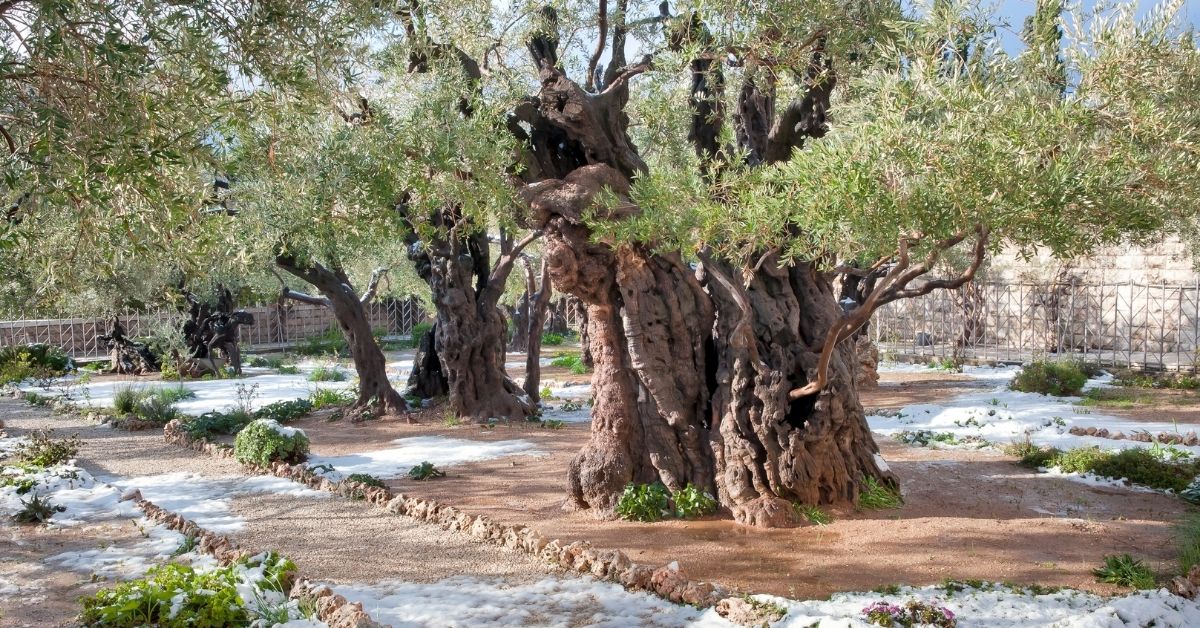 the Garden of Gethsemane